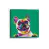 Bull Dog Frances Colors