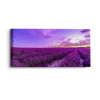 Campo violeta