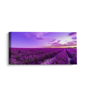 Campo violeta