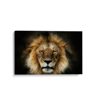 Mirada de Leon-Matthew Stephenson