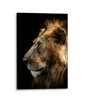 Perfil de León-Matthew-Stephenson