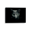 Cat black breed