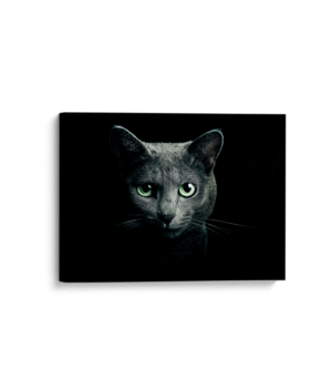 Cat black breed