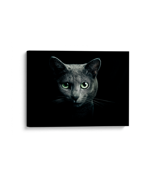 Cat black breed