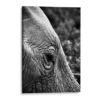 Ojo de elefante-Wolfgang Hasselmann
