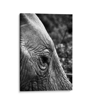 Ojo de elefante-Wolfgang Hasselmann