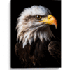 Águila americana